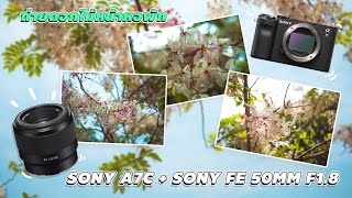 Sony A7C + FE 50 F 1.8 ถ่ายต้นไม้หน้าหอพัก จะไหวไหม [ คุณนายสมหญิง สตอรี่ ] #ถ่ายภาพ #ถ่ายวีดีโอ