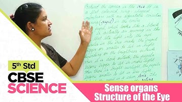 5th Std CBSE Science Syllabus | Sense organs - Structure of the Eye | CBSE Syllabus Part -43