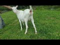 Novas cabritas do Capril Gomes cabras leiteiras