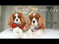A DAY IN OUR LIFE | DOG VLOG EDITION | Narrated by dad