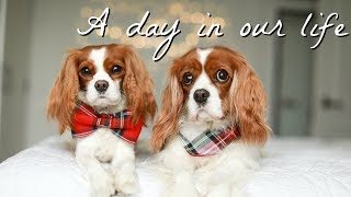A DAY IN OUR LIFE | DOG VLOG EDITION | Narrated by dad