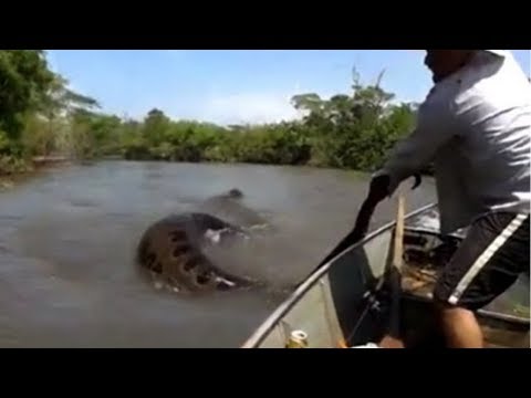 Vidéo: Quel est l'anaconda ou le python le plus dangereux ?