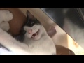 エレクトリックにゃんこ先生♪ - electric nyanko sensei -