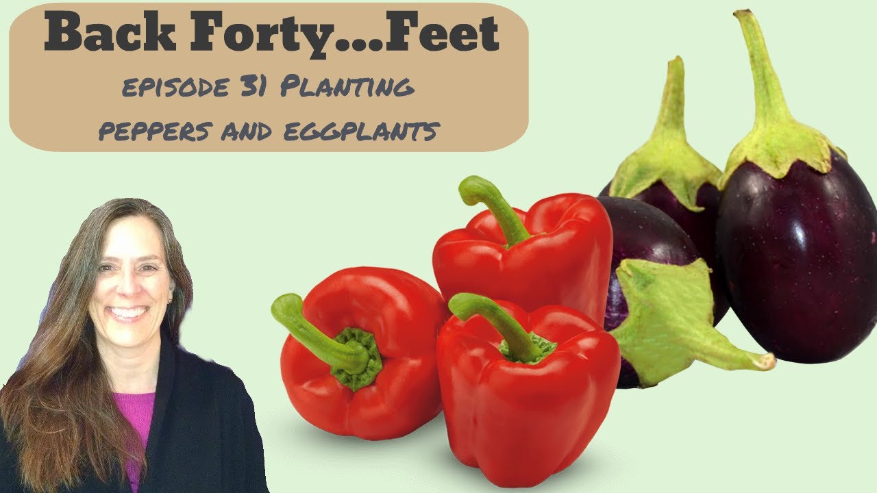 Planting peppers and eggplants seedlings E31S1 YouTube