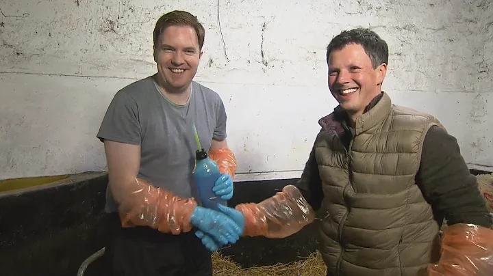 Bernard O'Shea and John Fagan - Birthing a lamb | ...