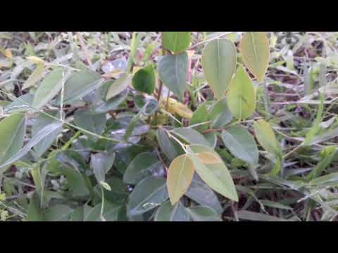 Video Bài thuốc dân gian trị rắn cắn từ cây bồ cu vẽ - hiếu... - youtube