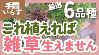 【雑草対策】手間いらずのグランドカバー6品種紹介❗ずぼらガーデニングで大活躍