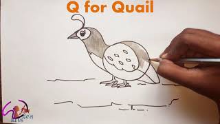 Q For Quail