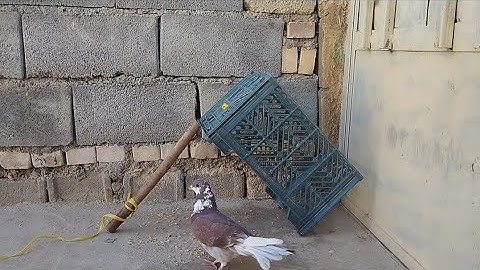 Creative Quick Bird Trap Using Basket and Wood // Unique Pigeon EasyDIYTrap 2025