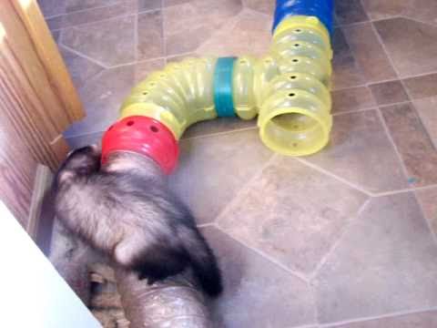 Playful Ferrets Fred Thor Sassy Boris Edgar