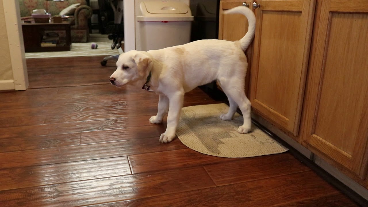 camera iphone 8 plus apk Crumpet is not a fan of the Vacuum.