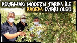 Adıyaman Badem Üretiminde İlk Sıraya Yerleşti