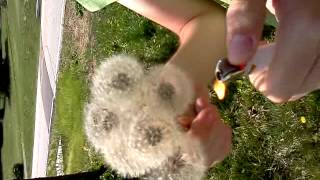 dandelion on fire