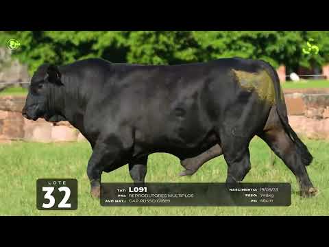 LOTE 32   TAT L091 M Brangus