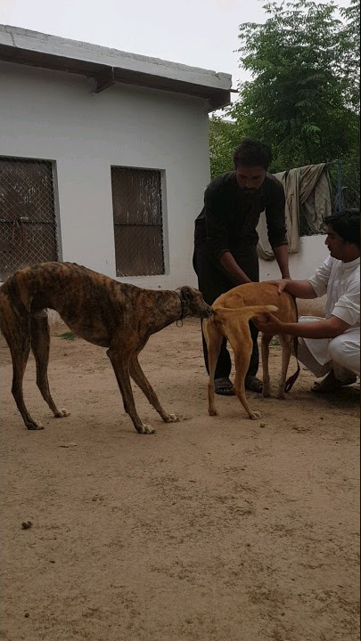 greyhound breeding #shorts #dog #greyhound