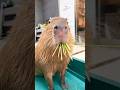 生牧草を頬張るとんかつくん🌾✨✨ #カピバラ #capybara #shorts #animals #tokyo