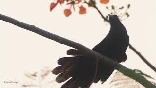 Asian koel calling