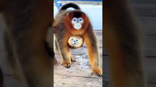 Smart Monkey#monkey#singe#maymun#abe#tximinoa#simio#beždžionė#enwe#monyet