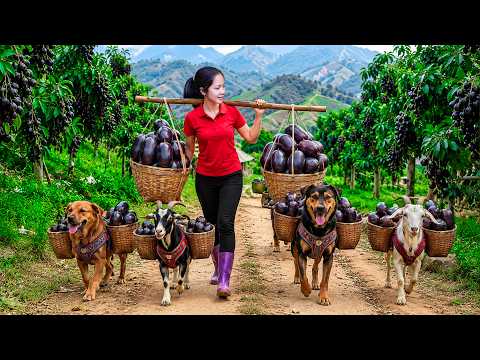 Harvesting Rare black olive Sell at Village Market | Traditional Village Life & Rural Cooking