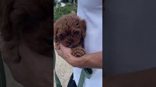 Our new cavapoo puppy ❤️ #cavapoo