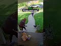 Missing Cat Comes Back To Owner