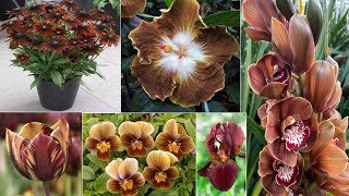 38 Brown Flower Plants for Garden | Brown Fowering Plant types with name, ID| Plant and Planting