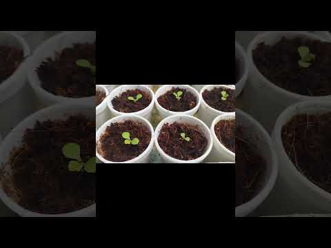 #221| Lettuce update