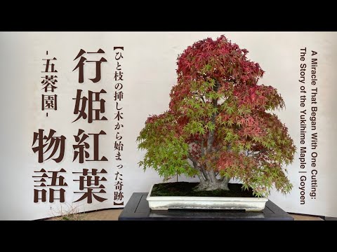 A Miracle That Began with One Cutting: The Story of the Yukihime