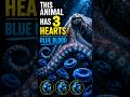 This Animal Has 3 Hearts, and Blue Blood 🤯 #octopus #usafacts #usa