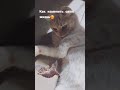 Смешная кошечка🐱Юмор😆