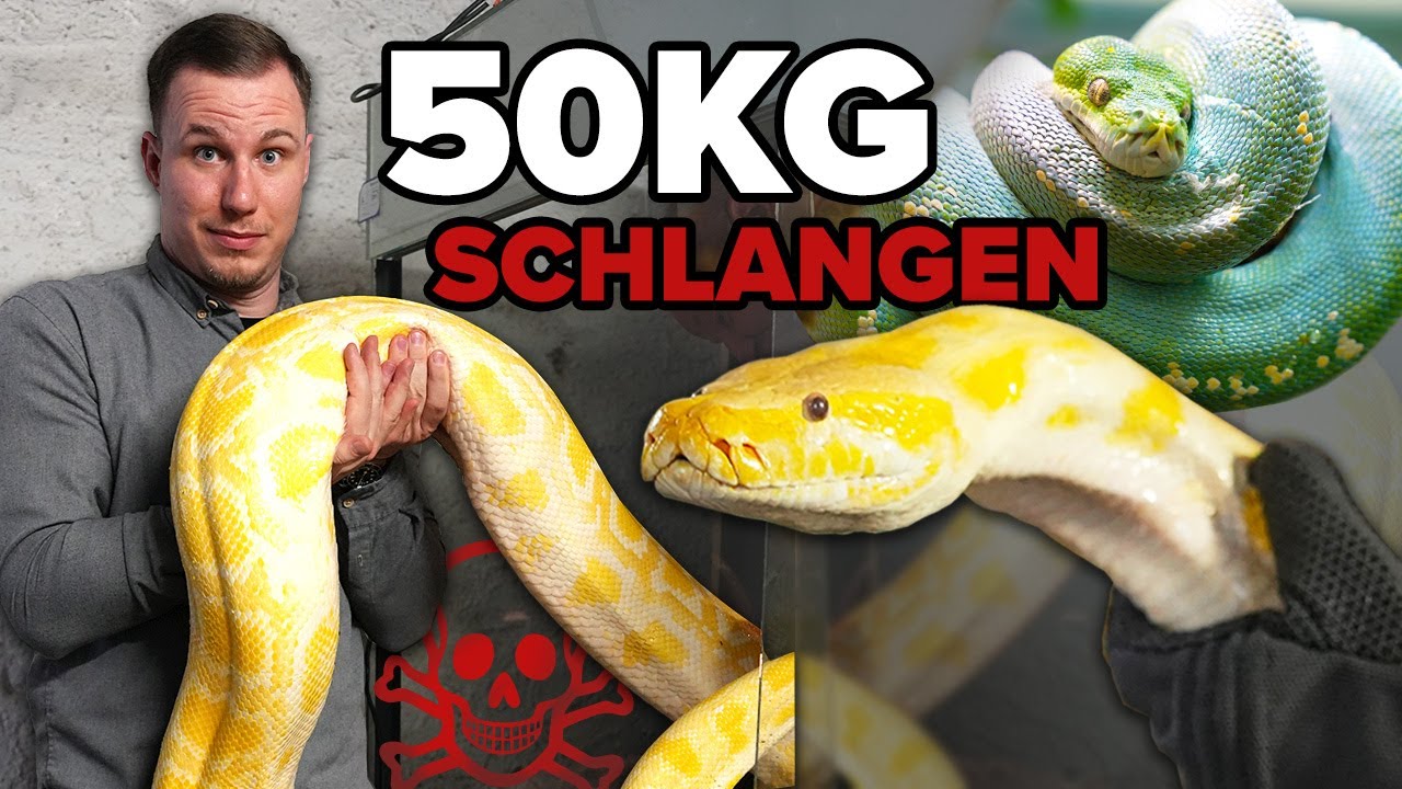 Diese SCHLANGEN gibt es in TERRARIEN!... Achtung GIFTIG ☠️