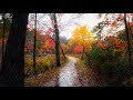 Rainy autumn forest walk   new england 4k  binaural audio rain sounds for sleep  study