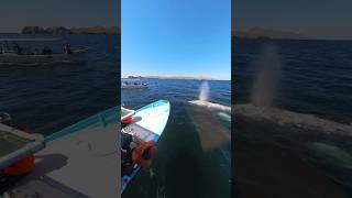 Have you ever had a whale sneeze in your mouth?  We have!