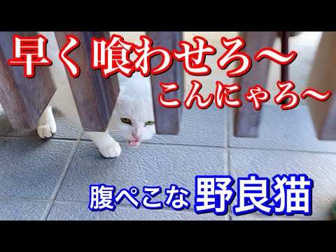 昼も夜もご飯が待ちきれない野良猫がこちらです