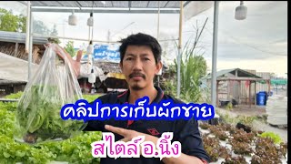 🌱คลิปการเก็บผักขาย🌱 ในสไตล์แบบ อ.นิ้ง #Ekkalak fram #ผักสลัด