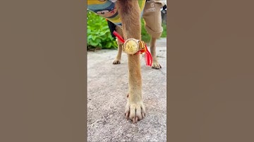 The Coolest Guard Dog Ever! You Won’t Believe His Outfit! #shorts