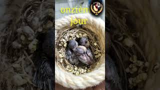Stades de croissancedu du jeune oiseau chanteur africain  en vingt jours (Karim Slimani)