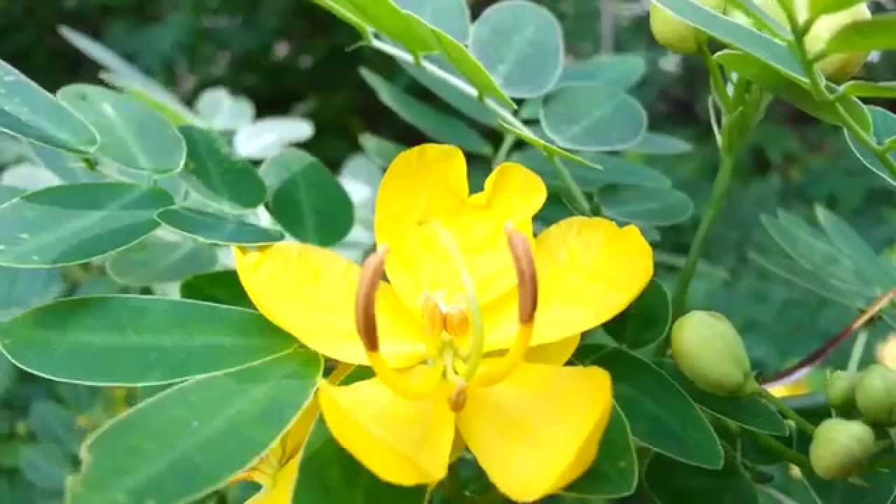 Cassia bicapsularis Senna bicapsularis Yellow Candlewood Rambling