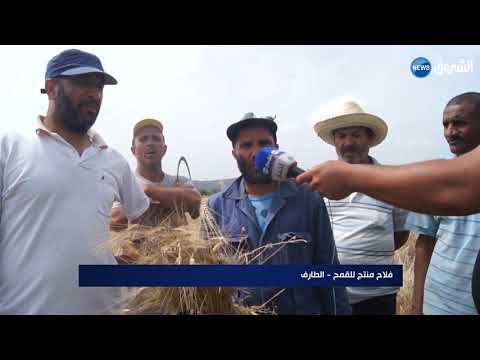 الطارف منتجو القمح بعين العسل يعودون إلى المنجل احصاد محصيلهم