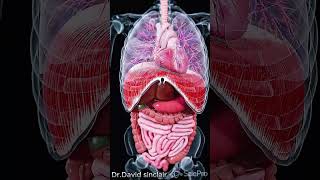 Explore the Dynamic Movements Inside Your Body   #