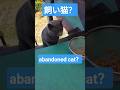 飼い主さん待ってます。abandoned cat? #保護猫 #cat #猫#ネコ