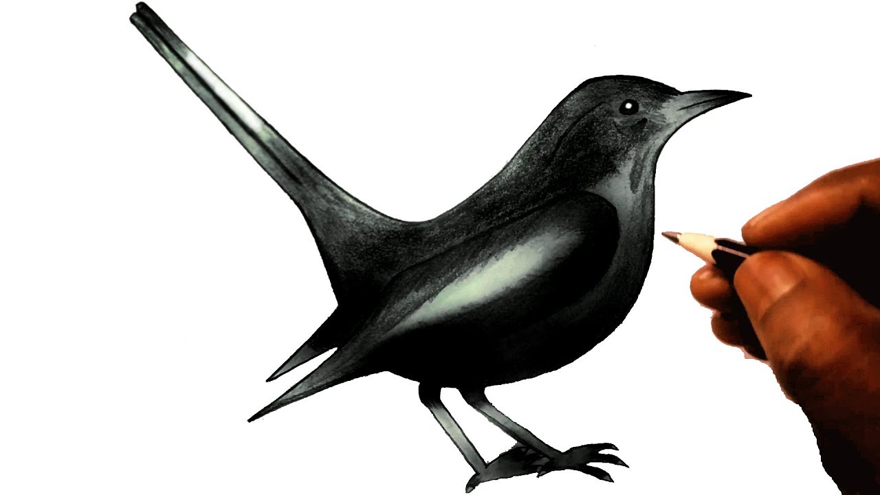 How to Draw A Bird Very Easy Tutorial । Draw Doyel Bird । Lovely Drawing Academy