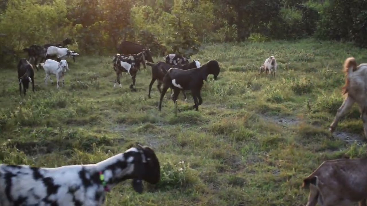 bakri mathme charne giya hai