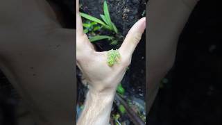 Cutest Animal Transformations Ever Must Watch