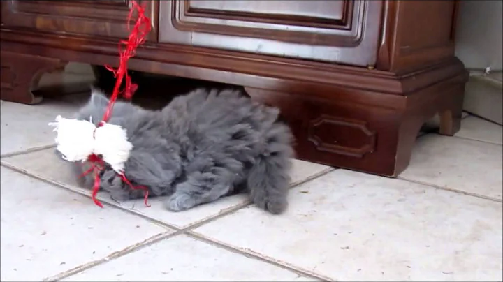 Video 11937821: british longhair blue