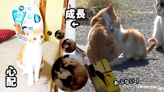 A stray cat that was loved by everyone when it was a kitten becomes a house cat and protects baby… by あいねこ.Aineko 1,453 views 8 days ago 6 minutes, 3 seconds