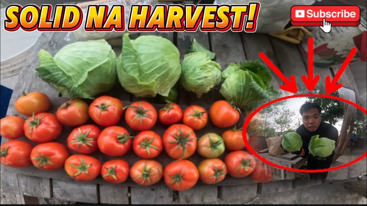 BACKYARD GARDENING || SOLID PARIN KAHIT MAGULANG NA ANG AKING KAMATIS!