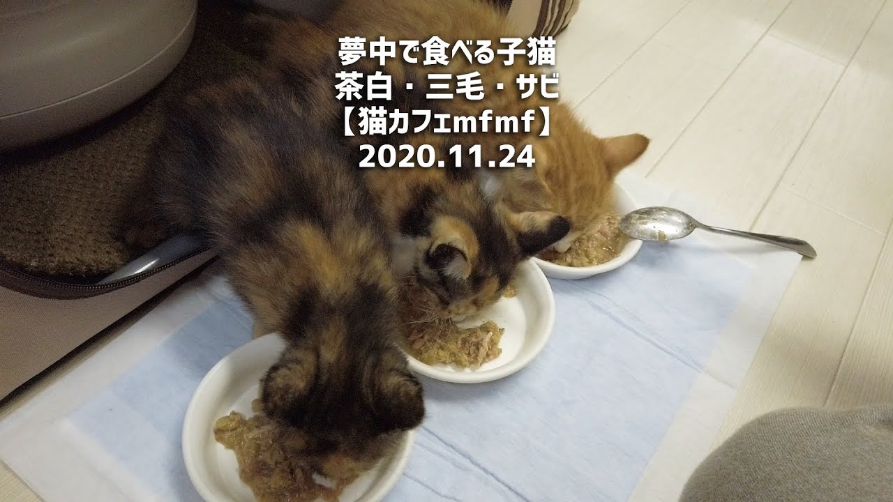 夢中で食べる子猫 茶白 三毛 サビ 猫カフェmfmf 11 24 Youtube