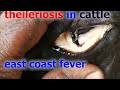 theileriosis in cattle  how it cause anemia  and deaths how vet treated &saved,prevention/tick fever