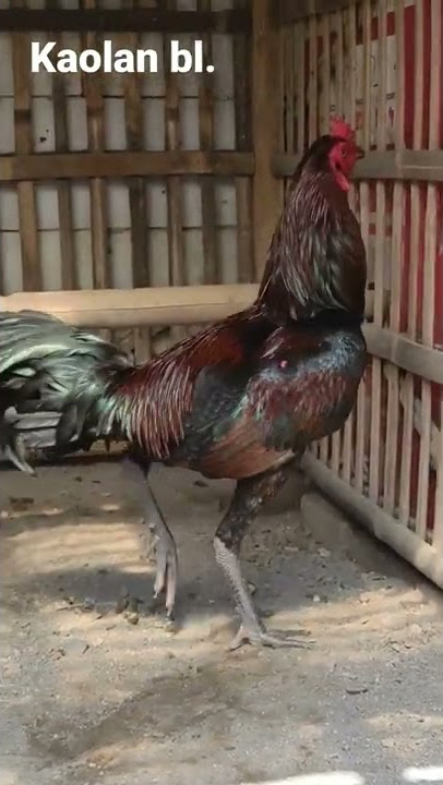 kaolan bl.